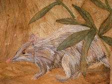 bandicoot detail